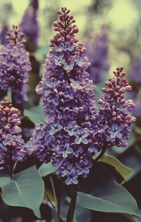 Clusters of lilac flowers bloom amidst lush green leaves, creating a striking contrast against a dark background. The delicate petals exhibit shades of purple and pink.の素材