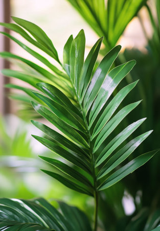 Bright green palm leaves thrive in a well-lit indoor space, showing their natural beauty. The sunlight filters through, enhancing the vibrant hues of the leaves.の素材