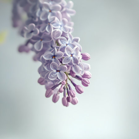A cluster of lilac flowers displays their beautiful pastel hues. The blossoms show intricate details with buds ready to bloom. This moment captures the essence of spring.の素材