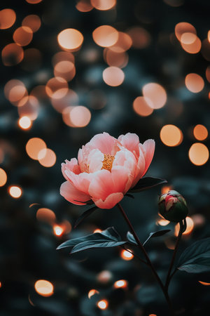 A delicate pink peony flower blooms beautifully, contrasting with soft, glowing bokeh lights in the background. This enchanting garden scene captures a moment of tranquility and elegance.の素材
