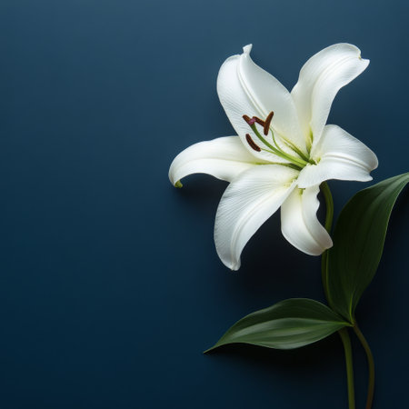 A stunning white lily rests gracefully against a deep blue backdrop, highlighting its delicate petals and vivid green leaves. The fresh flower symbolizes purity and peace.の素材