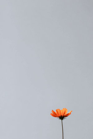 A single bright orange flower stands tall against a minimal gray background. The soft light highlights the flower's petals, creating an elegant and simple visual.の素材