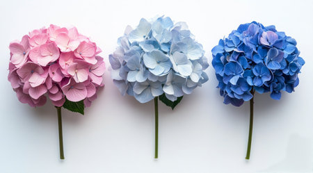 Three hydrangea flowers in soft hues of blue, pink, and lavender display their delicate petals with vibrant green leaves, arranged against a clean white background.の素材