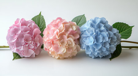 Three hydrangea flowers in soft hues of blue, pink, and lavender display their delicate petals with vibrant green leaves, arranged against a clean white background.の素材