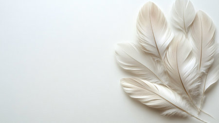 Soft white feathers lie gently on a smooth surface, creating a serene and minimalistic composition. The light tones enhance the texture and details of the feathers.の素材