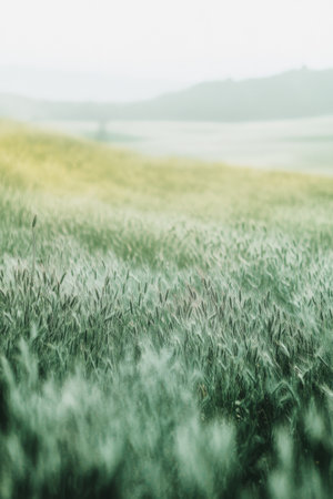 Beautiful wildflowers spread across a lush green meadow under bright sunlight. The scene captures the essence of spring with colorful blooms and a warm atmosphere.の素材