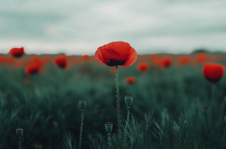 A vibrant meadow adorned with clusters of orange flowers awakens under the gentle sunlight. Mist settles softly between the blooms, creating a serene and tranquil setting.の素材