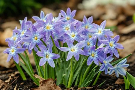 A vibrant cluster of star-shaped purple flowers rises from the earth, surrounded by dry leaves, signaling the arrival of spring in a serene garden setting.の素材