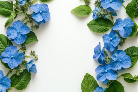Sprigs of vibrant blue hydrangea flowers and lush green leaves are arranged to form a natural border against a clean white background, evoking tranquility and simplicity.の素材