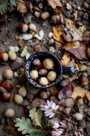A rustic cup filled with acorns and chestnuts rests among fallen leaves and nuts on the forest floor during autumn, showing the seasonal bounty of nature.の素材