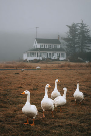 In a quiet, foggy field, a group of white geese strolls across the grass towards a distant, old house. The early morning atmosphere adds a mystical quality to the scene.の素材