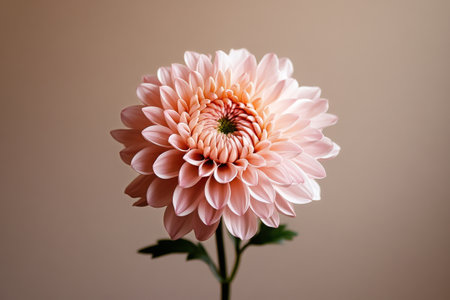 A beautiful peach flower features layers of delicate petals, showing its intricate details against a soft, neutral background. This peaceful setting radiates calmness.の素材
