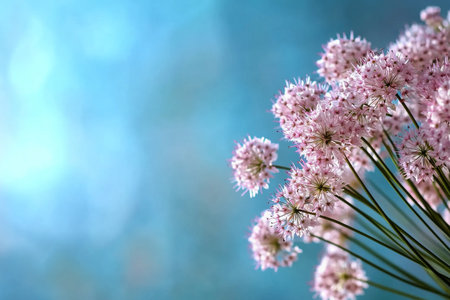 Delicate pink blooms stand tall, showcasing their beauty against a soft blue background. The peaceful setting invites admiration, perfect for nature lovers and floral enthusiasts.の素材