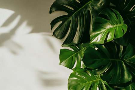 Vibrant monstera leaves are arranged against a light wall, casting graceful shadows. The setting creates a tranquil atmosphere filled with natural beauty.の素材