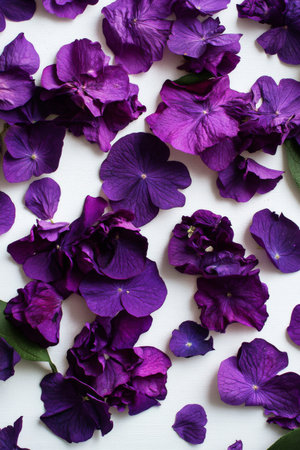 Purple flower petals in various shapes and sizes are scattered elegantly across a white surface, showing their rich color and delicate textures, perfect for decorative purposes.の素材