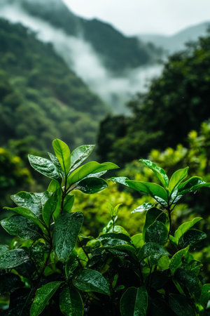 Fresh green leaves hang from a branch, highlighting a tranquil mountainous backdrop shrouded in mist. Natures beauty unfolds with rich greenery and soft light.の素材