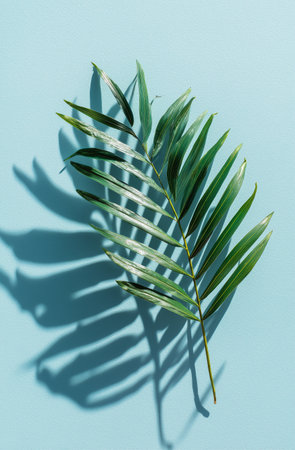 A palm leaf rests on a light blue surface, casting intricate shadows. The bright colors create a calm and serene atmosphere while showing the leaves unique structure.の素材