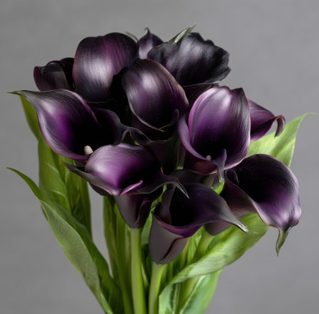 A stunning arrangement of dark purple calla lilies showcases their elegant curves and rich color..の素材