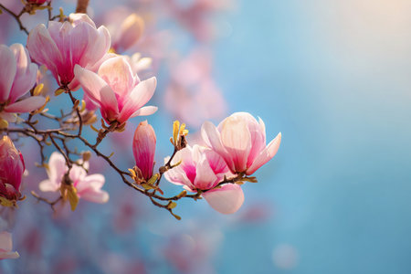 Delicate pink cherry blossoms are in full bloom on a branch, catching the warm sunlight. The vibrant colors contrast with a soft blurred background of blue and pink hues..の素材