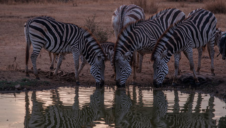 A group of zebras gathers at a calm pond to drink water as the sun sets in the background, creating a peaceful savanna scene filled with wildlife.の素材