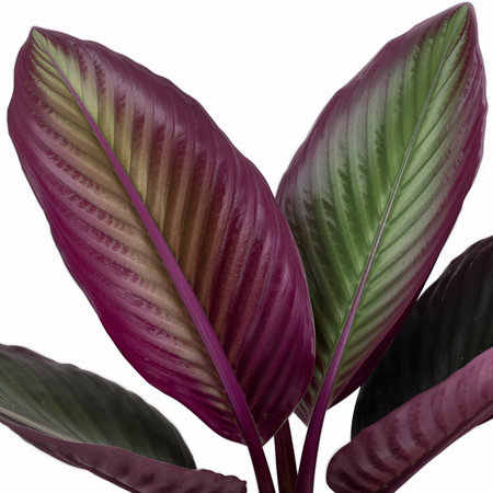 Close up view of a vibrant plant with rich purple and green leaves, showing its glossy texture and unique coloration in a bright indoor setting. AI Generativeの素材