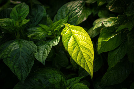 A single bright green leaf captures sunlight, creating a stunning contrast with the surrounding darker leaves in a lush garden. This moment showcases natures beauty and diversity.の素材