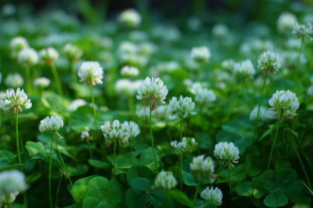 White clover flowers grow among lush green leaves beside a calm pond. The scene captures the tranquility of nature during sunset, reflecting a peaceful atmosphere.の素材