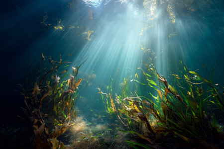 Sunlight streams through the water, illuminating a vibrant kelp forest. Fish swim among the lush green plants, creating a serene underwater landscape filled with life.の素材