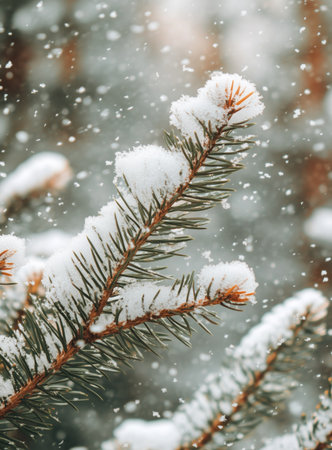 Pine branches are blanketed in fresh snow as soft flakes fall from the sky, creating a serene winter scene in the forest during sunset.の素材