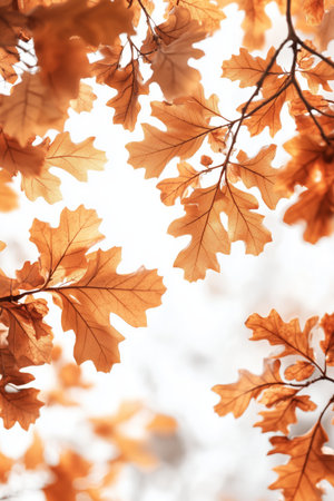 Warm golden leaves of oak trees fall gently from branches, filling the air with the essence of autumn during a clear day. The sunlight shines through, enhancing the vibrant colors.の素材
