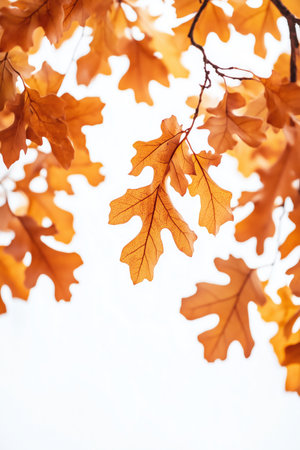 Vibrant orange leaves hang from branches during autumn, creating a stunning display of seasonal colors against a light background. The serene atmosphere captures the essence of fall.の素材