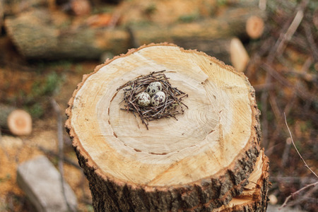 Quail eggs in a nest on on felled treesの写真素材