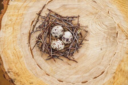 Quail eggs in a nest on on felled trees