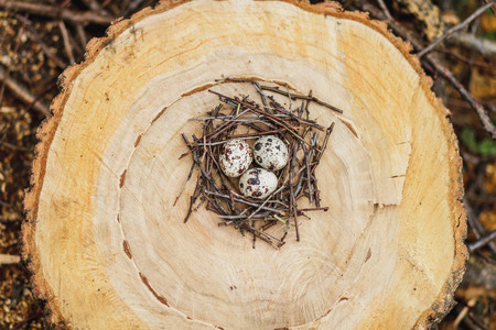 Quail eggs in a nest on on felled treesの写真素材