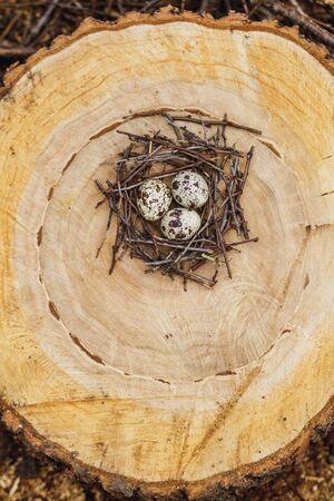 Quail eggs in a nest on on felled treesの写真素材