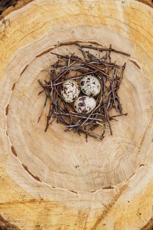 Quail eggs in a nest on on felled treesの写真素材