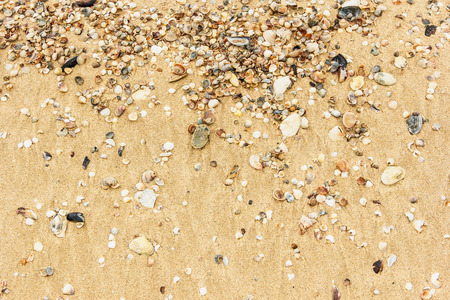 Sea shell with golden sand as backgroundの写真素材