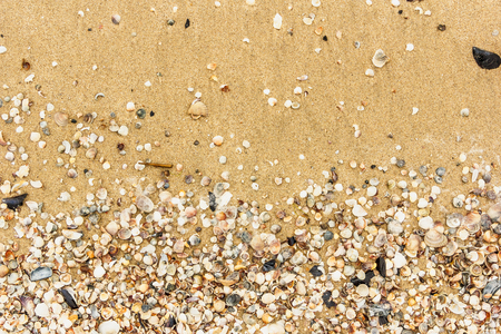Sea shell with golden sand as backgroundの写真素材