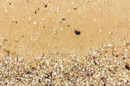 Sea shell with golden sand as backgroundの写真素材