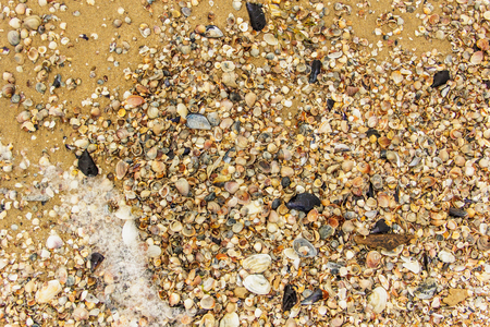 Sea shell with golden sand as backgroundの写真素材