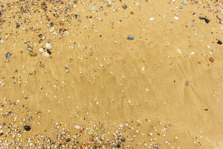 Sea shell with golden sand as backgroundの写真素材