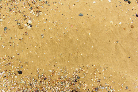 Sea shell with golden sand as backgroundの写真素材