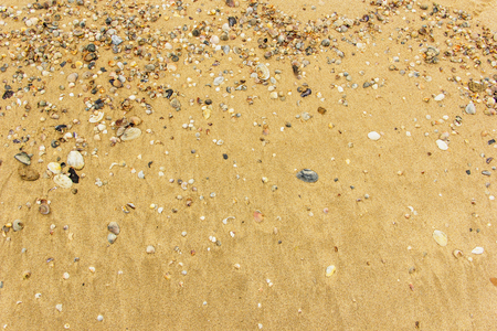 Sea shell with golden sand as backgroundの写真素材