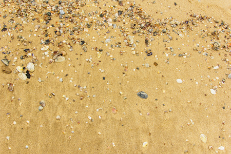 Sea shell with golden sand as backgroundの写真素材