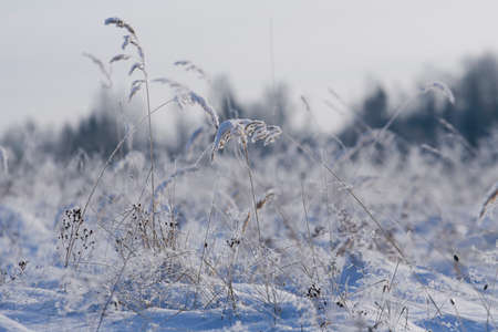 Snowcovered grass in a winter field sunlitの写真素材