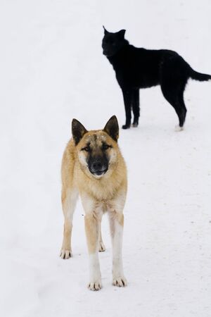 dog,	animal,	pet,	friend,	mongrel, breed,	couple,	guard,	fluffy,	street,...