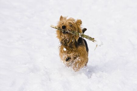 Yorkshire Terrier for a walk in the winter.の写真素材