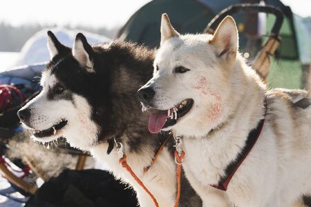 dog,	husky,	sled,	breed,	animal, pet,	friend,	guard,	fluffy,	blue-eyed,...