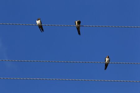 Swallows on the wires,  bird,	swallow,	wire,	sky,	clouds, rest,	three,	twisted,	beak,	wing,...