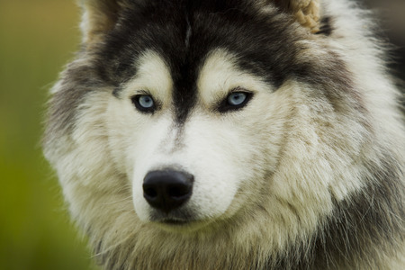 Husky Dog -malamut summer day on the background of green grass, natural light.